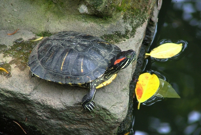 圖11 趴在岩石上休息的紅耳泥龜
