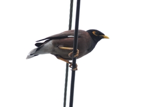 圖12 停棲電線上的家八哥