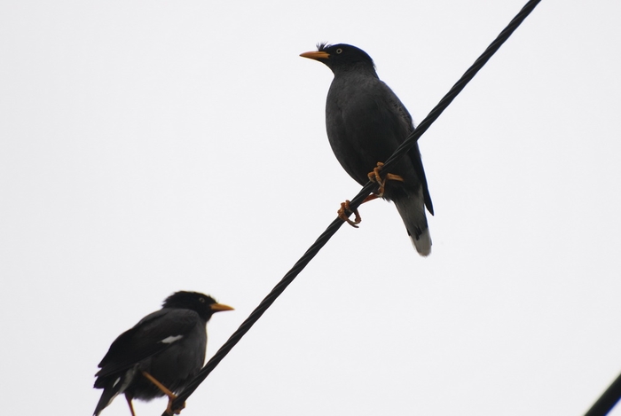 圖13 停棲電線上的白尾八哥