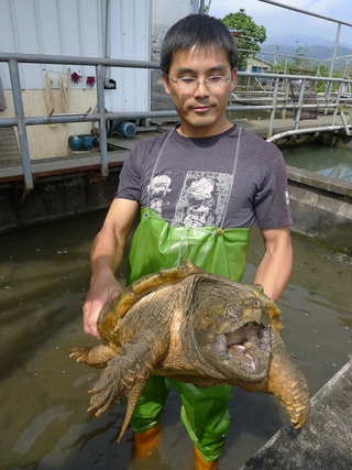 八甲魚場內的鱷魚龜。八甲的生態解說池一部份是台灣淡水魚的復育，一部份則是外來種的收容所(摘錄自《家/遮（tsia）是博物館》)
