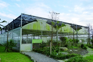 千里光藥園讓本土藥草發光