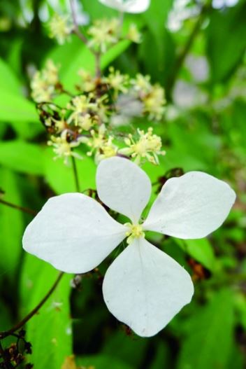 華八仙