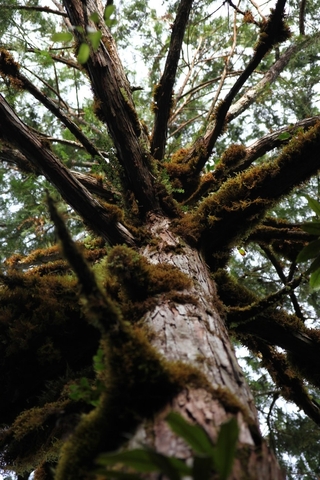 鴛鴦湖特殊的林相