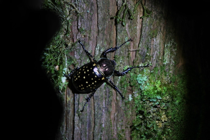 明池夜觀發現的長臂金龜，是台灣體型最大的金龜子