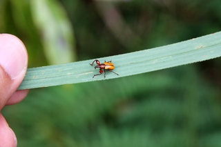 眼尖的學員發現躲在葉背、模樣相當特殊的象鼻蟲