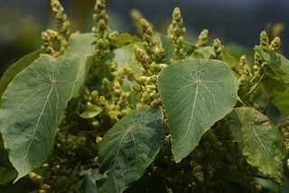 圖2 血桐的花與像盾牌的葉