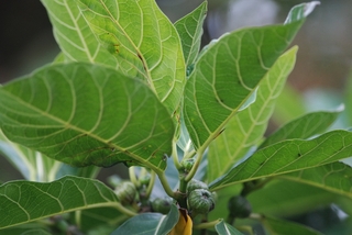 圖3 稜果榕的葉與未熟果