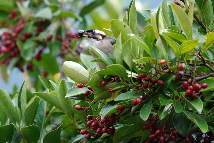 圖4 白頭翁正叼著珊瑚樹熟果