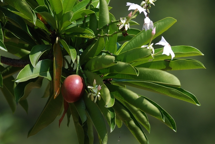圖6 海檬果的花與熟果