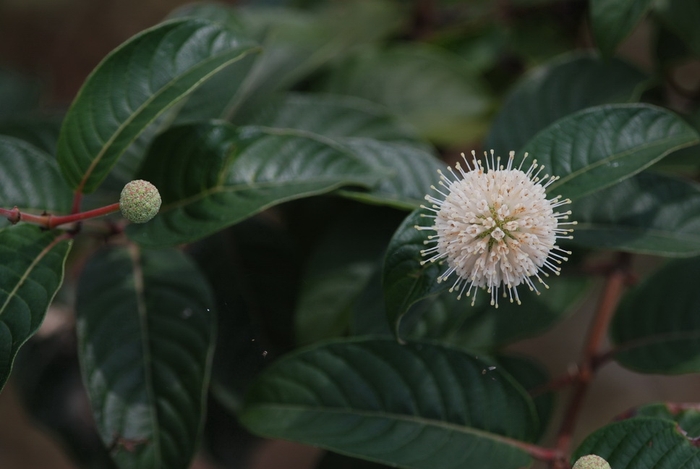 圖10 風箱樹的花