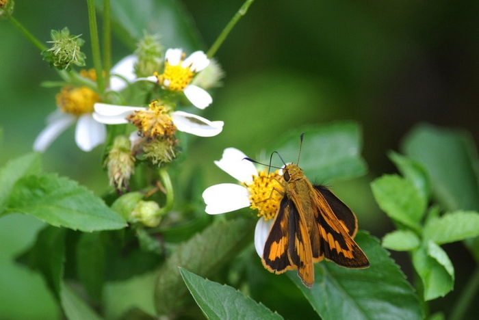 圖11 大花咸豐草是很多昆蟲的蜜源