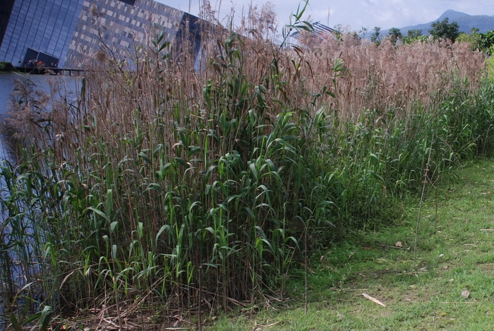 圖12 蘆葦沿岸成片聚集生長，為動物偏好的棲所