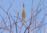 蘭博周邊鳥類觀察～鳥類的行為與生態