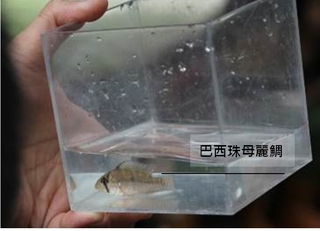 巴西珠母麗鯛