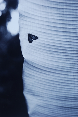 春