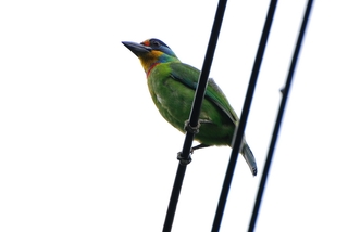 圖7 五色鳥