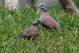 圖8 紅鳩