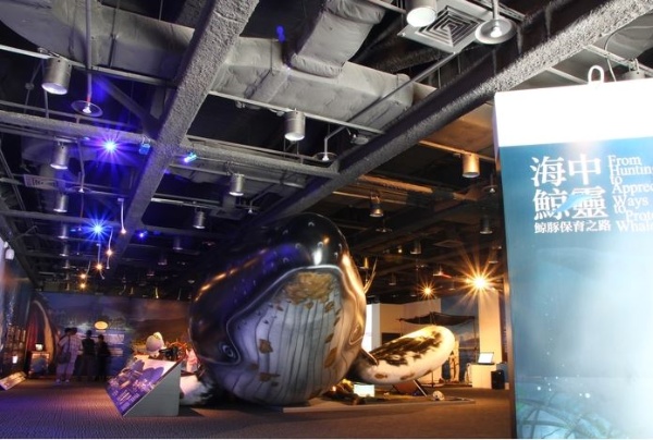 為了讓遊客對鯨豚有更深刻的體會，特展打造了一隻長達13公尺等比例的大翅鯨模型，並於現場播放鯨豚相關影片及聲音