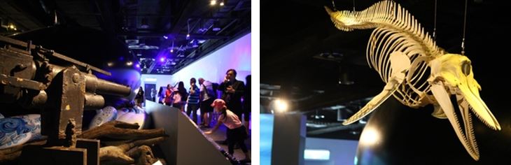 左：古董捕鯨砲 / 右：瓶鼻海豚骨骼標本