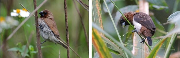 左：圖3 斑文鳥 / 右：圖4 白腰文鳥