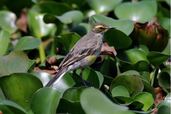 圖7 黄眉黃鶺鴒