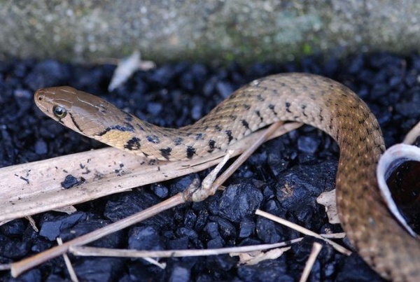 圖9 草花蛇（攝於宜蘭五結鄉）