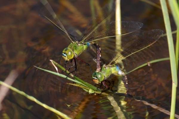 圖11 綠胸晏蜓連結產卵，雌蜓將卵產至水中的植物上