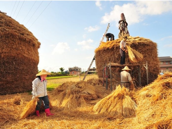 夏收～堆草垺