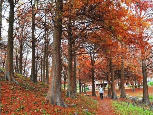 入冬～落羽松之美