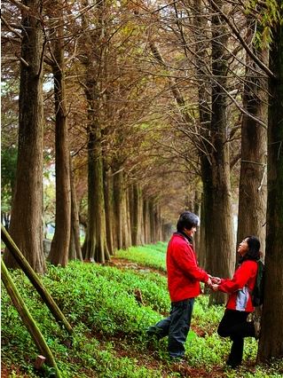 春～落羽松之戀