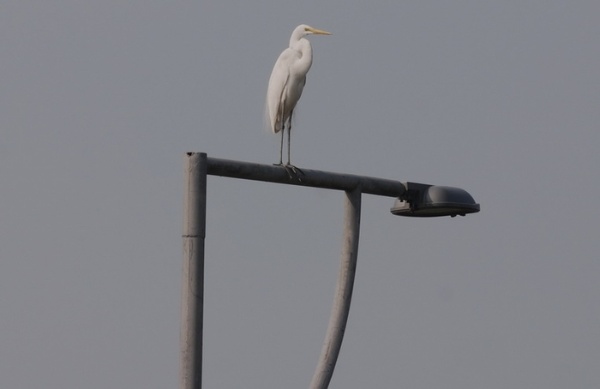 圖2 大白鷺偶會停棲於路燈