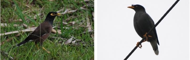 左：圖5 家八哥 / 右：圖6 白尾八哥