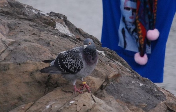 圖7 鴿子