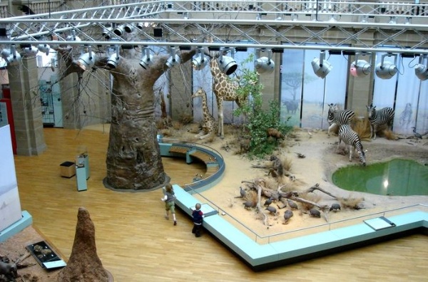 非洲的草原生態系