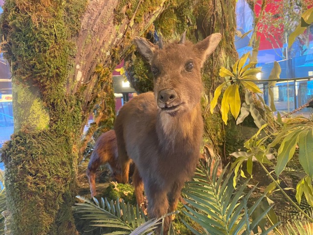 原本在森林保育處的台灣野山羊，輾轉來到了蘭陽博物館。