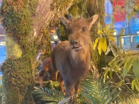 台灣野山羊來了！