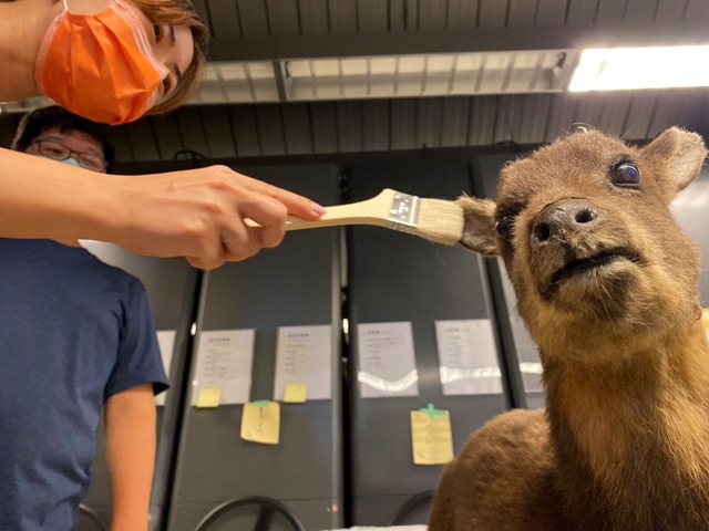檢查標本的狀態後，接下來就先進行初步的清潔。