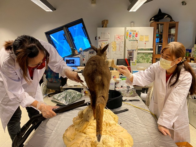 同仁細心將台灣野山羊標本腳下塑膠發泡材布置成一片苔蘚綠地，讓牠看起來更生動。