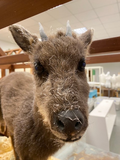 經過48小時的燻蒸後，Swinhoe好似從雪地回來，身上帶著一層薄雪。