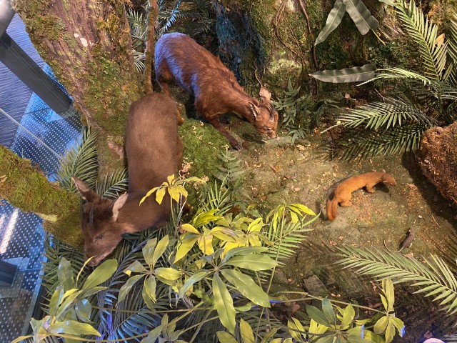 132期主視覺-台灣野山羊來了！