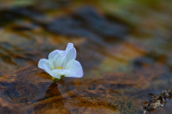 水上挺出似洋裝的潔白花瓣像極了水仙子。