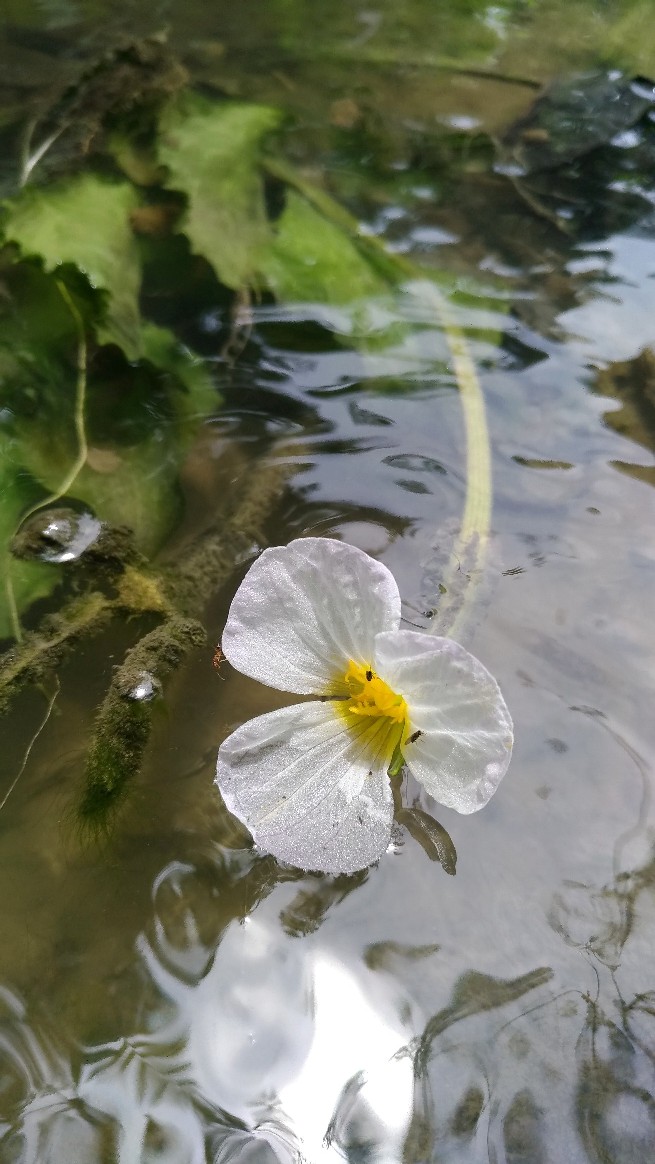 台北植物園成功展示繁殖個體，保存水車前的遺傳種源。