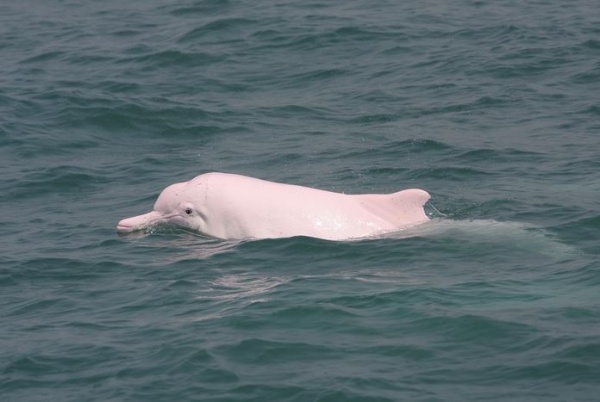 中華白海豚（老年）