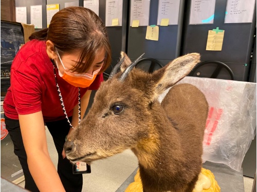 麗雲同時也協助了研典組的標本處理工作。