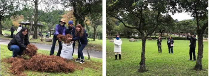 左：撿拾落羽杉落葉 / 右：觀察紅楠植物