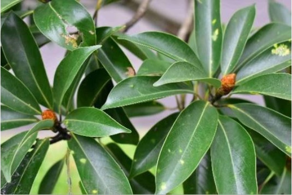 豬腳楠葉叢生於枝端