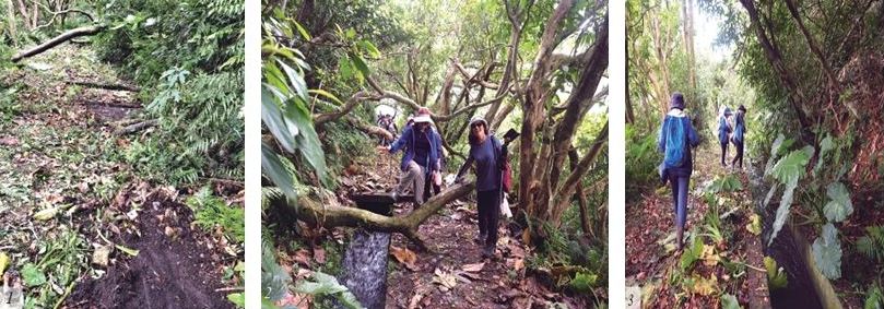 左：採用混凝土蓋板的水圳路徑。（陳 財發提供） / 中：繞經一片叢密的果樹林相。（陳 財發提供） / 右：循著水路放空行走，恬淡自適的 氛圍油然而生。（陳財發提供）