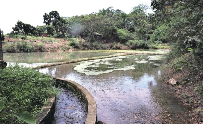 穿梭於水田之間的水路，是十六結庄獨特的水圳地景。（陳財發提供）