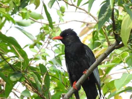 蘭博鳥事一籮筐-出一張嘴