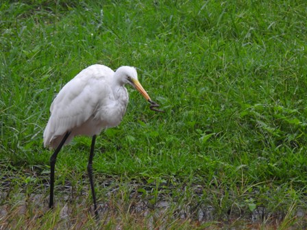 大白鷺的喙是黃色，繁殖季會變黑，脖子的比例是身長的三分之二。